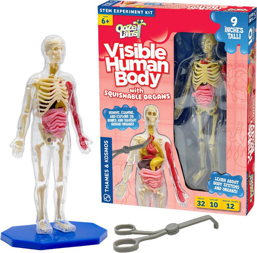 Anatomy model with visible skeleton and organs next to its packaging