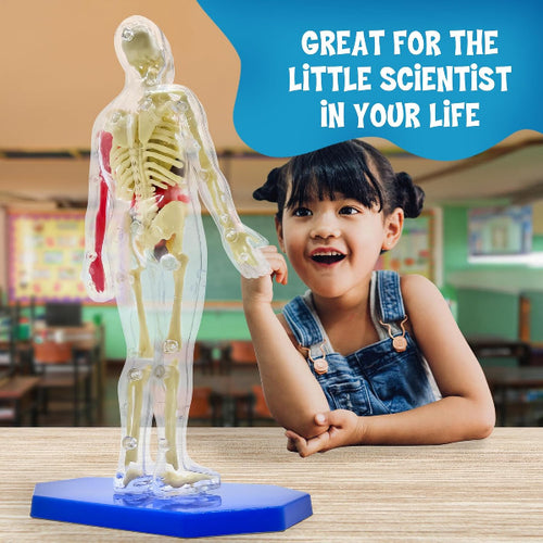Child with a transparent human anatomy model in a classroom setting