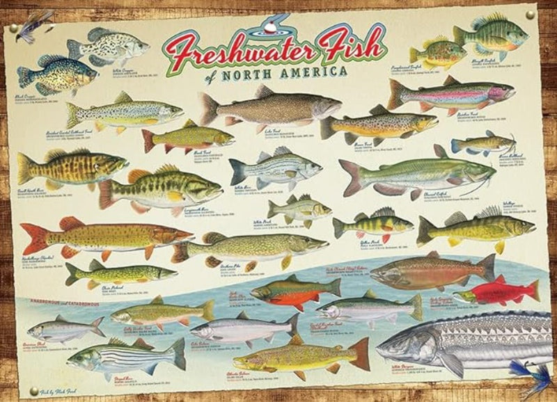 Freshwater Fish of North America 1000pc